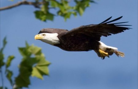 The Bald Eagle