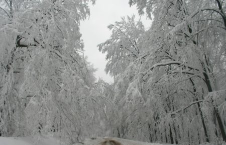 Winter Trees